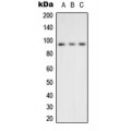 LifeSab™ VCP Rabbit pAb (50 µl)