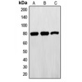 LifeSab™ Ezrin Rabbit pAb (50 µl)