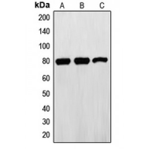 LifeSab™ Ezrin Rabbit pAb (50 µl)