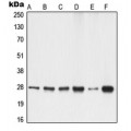 LifeSab™ 14-3-3 gamma Rabbit pAb (50 µl)