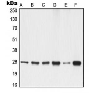 LifeSab™ 14-3-3 gamma Rabbit pAb (50 µl)