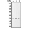 LifeSab™ ZIP7 Rabbit pAb (50 µl)