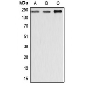 LifeSab™ Dysferlin Rabbit pAb (50 µl)