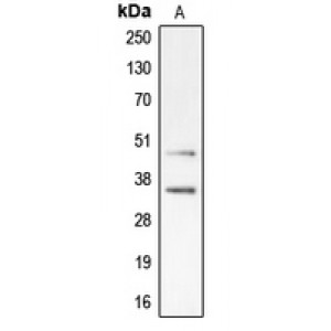 LifeSab™ CDK10 Rabbit pAb (50 µl)