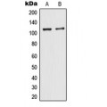 LifeSab™ TIF1 alpha Rabbit pAb (50 µl)