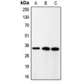 LifeSab™ CDK5R1 p35 Rabbit pAb (50 µl)