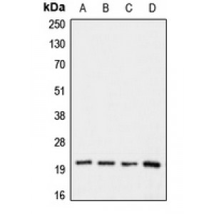LifeSab™ Claudin 1 Rabbit pAb (50 µl)