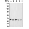 LifeSab™ PSMD6 Rabbit pAb (50 µl)