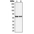 LifeSab™ PIAS3 Rabbit pAb (50 µl)