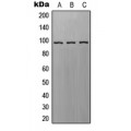 LifeSab™ EPAC1 Rabbit pAb (50 µl)