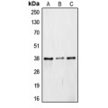 LifeSab™ JAB1 Rabbit pAb (50 µl)
