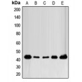 LifeSab™ FOP Rabbit pAb (50 µl)