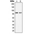 LifeSab™ KAT7 Rabbit pAb (50 µl)