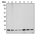 LifeSab™ Cytochrome c Rabbit pAb (50 µl)