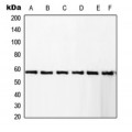 LifeSab™ RCBTB1 Rabbit pAb (50 µl)