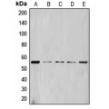 LifeSab™ Cyclin L1 Rabbit pAb (50 µl)