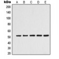 LifeSab™ Alpha-tubulin 3C/D/E Rabbit pAb (50 µl)
