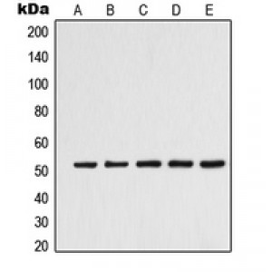 LifeSab™ Alpha-tubulin 3C/D/E Rabbit pAb (50 µl)