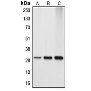 LifeSab™ APOA1BP Rabbit pAb (50 µl)
