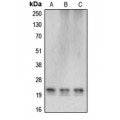 LifeSab™ Cerebellin 4 Rabbit pAb (50 µl)