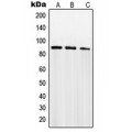 LifeSab™ SENP5 Rabbit pAb (50 µl)