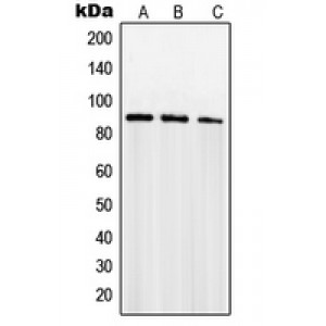 LifeSab™ SENP5 Rabbit pAb (50 µl)