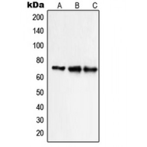 LifeSab™ NHE9 Rabbit pAb (50 µl)