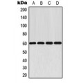 LifeSab™ AKT Rabbit pAb (50 µl)