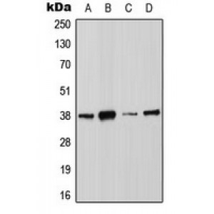 LifeSab™ Annexin A2 (pS26) Rabbit pAb (50 µl)