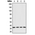 LifeSab™ Aquaporin 3 Rabbit pAb (50 µl)