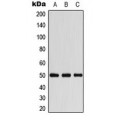 LifeSab™ Beta-arrestin-1 Rabbit pAb (50 µl)