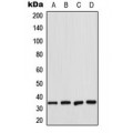 LifeSab™ CDK2 Rabbit pAb (50 µl)
