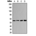 LifeSab™ CHRNA1 Rabbit pAb (50 µl)