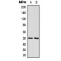 LifeSab™ CstF-50 Rabbit pAb (50 µl)