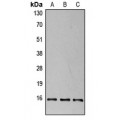 LifeSab™ 4EBP1 (pT37) Rabbit pAb (50 µl)