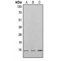LifeSab™ 4EBP1 (pT46) Rabbit pAb (50 µl)