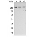 LifeSab™ Fibronectin Rabbit pAb (50 µl)
