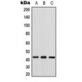 LifeSab™ Connexin 43 Rabbit pAb (50 µl)