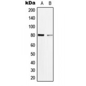 LifeSab™ TAU (pS713) Rabbit pAb (50 µl)