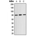 LifeSab™ TAU (pT529) Rabbit pAb (50 µl)