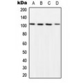 LifeSab™ NF-kappaB p105 (pS932) Rabbit pAb (50 µl)