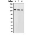 LifeSab™ PLA2G4A Rabbit pAb (50 µl)
