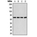 LifeSab™ PLK1 (pT210) Rabbit pAb (50 µl)