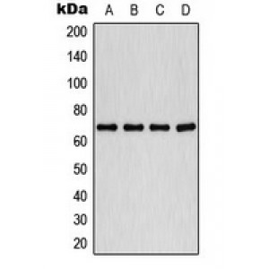 LifeSab™ PLK1 (pT210) Rabbit pAb (50 µl)