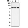 LifeSab™ SHPTP2 (pY542) Rabbit pAb (50 µl)