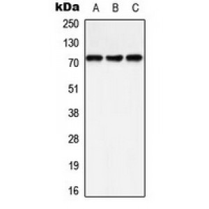 LifeSab™ SHPTP2 (pY542) Rabbit pAb (50 µl)