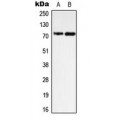 LifeSab™ SHPTP2 Rabbit pAb (50 µl)