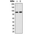 LifeSab™ SP1 Rabbit pAb (50 µl)