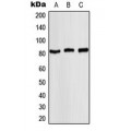 LifeSab™ STAT4 (pY693) Rabbit pAb (50 µl)