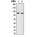 LifeSab™ STAT5 Rabbit pAb (50 µl)